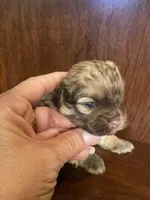 Sam, a male Shihpoo for sale in Homerville, GA – Photo 1 of 8