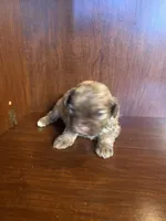 Sam, a male Shihpoo for sale in Homerville, GA – Photo 2 of 8