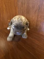 Sam, a male Shihpoo for sale in Homerville, GA – Photo 5 of 8
