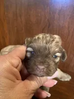 Sam, a male Shihpoo for sale in Homerville, GA – Photo 3 of 8