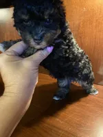 Zora, a female Poodle - Toy  for sale in Homerville, GA – 7 of 10