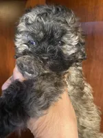 Sal, a male Shihpoo for sale in Homerville, GA – 5 of 10