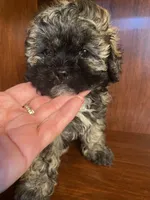 Sal, a male Shihpoo for sale in Homerville, GA – 7 of 10