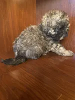 Sal, a male Shihpoo for sale in Homerville, GA – 8 of 10