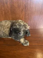 Sal, a male Shihpoo for sale in Homerville, GA – Photo 7 of 9