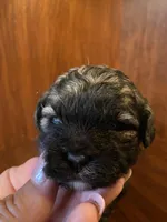 Sal, a male Shihpoo for sale in Homerville, GA – Photo 2 of 9