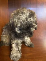 Sal, a male Shihpoo for sale in Homerville, GA – 2 of 10