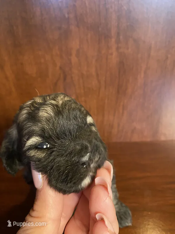 Sal – Shihpoo puppy for sale in Homerville, GA