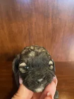 Sal, a male Shihpoo for sale in Homerville, GA – Photo 4 of 9