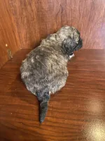 Sal, a male Shihpoo for sale in Homerville, GA – Photo 6 of 9