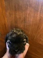 Sal, a male Shihpoo for sale in Homerville, GA – Photo 3 of 9