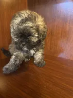 Sal, a male Shihpoo for sale in Homerville, GA – 9 of 10