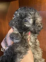 Sal, a male Shihpoo for sale in Homerville, GA – 4 of 10
