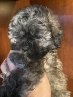 Sal, a male Shihpoo for sale in Homerville, GA – 6 of 10