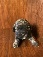 Sal, a male Shihpoo for sale in Homerville, GA – Photo 5 of 9