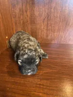 Sal, a male Shihpoo for sale in Homerville, GA – Photo 9 of 9
