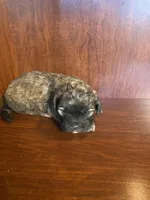 Sal, a male Shihpoo for sale in Homerville, GA – Photo 8 of 9