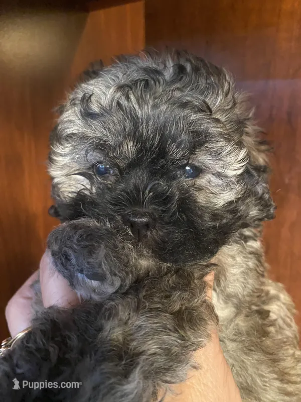 Sal – Shihpoo puppy for sale in Homerville, GA