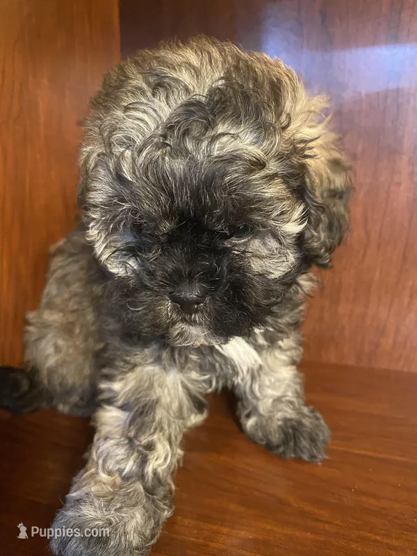 Sal – Shihpoo puppy for sale in Homerville, GA