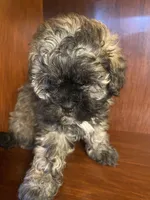 Sal, a male Shihpoo for sale in Homerville, GA – 1 of 10