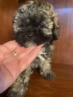 Sal, a male Shihpoo for sale in Homerville, GA – 10 of 10