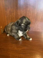 Pollie, a male Shih Tzu for sale in Homerville, GA – Photo 4 of 8
