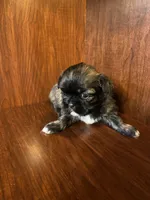 Pollie, a male Shih Tzu for sale in Homerville, GA – Photo 8 of 8