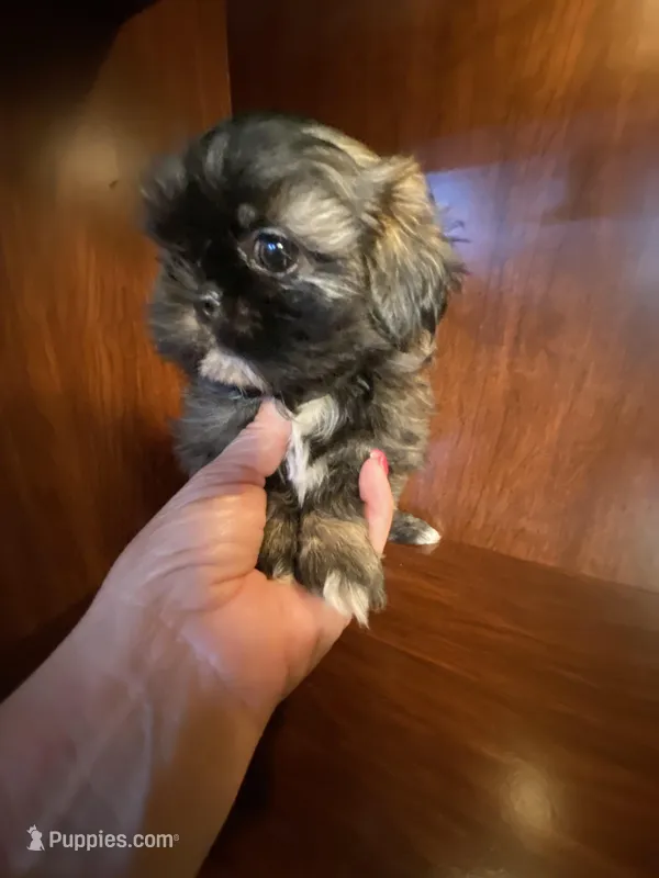 Pollie – Shih Tzu puppy for sale in Homerville, GA