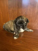 Pollie, a male Shih Tzu for sale in Homerville, GA – Photo 7 of 8