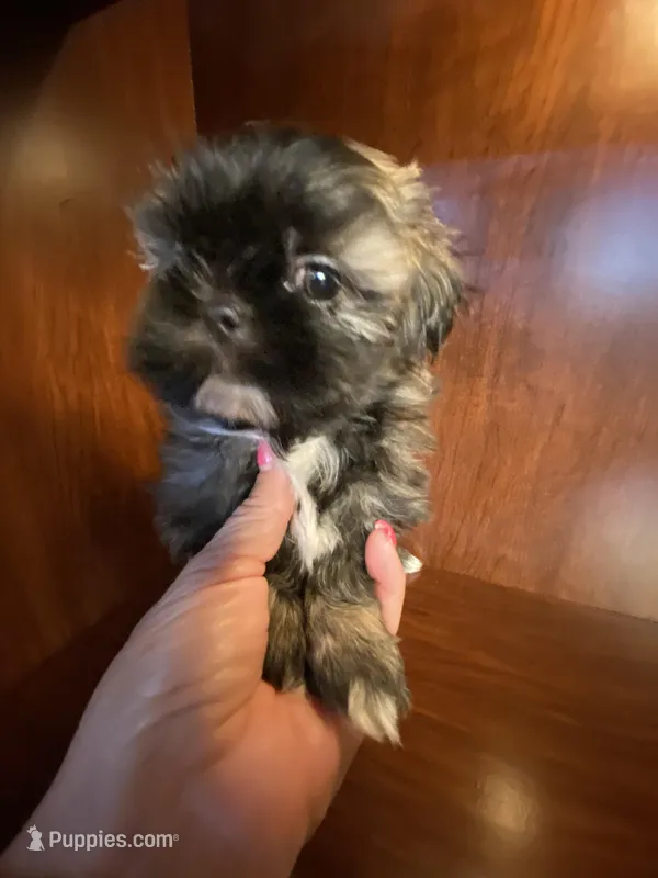 Pollie – Shih Tzu puppy for sale in Homerville, GA
