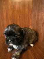 Pollie, a male Shih Tzu for sale in Homerville, GA – Photo 3 of 8