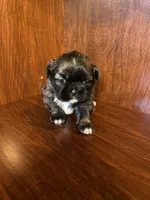 Pollie, a male Shih Tzu for sale in Homerville, GA – Photo 6 of 8