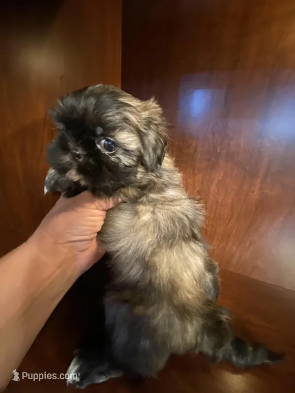 Pollie – Shih Tzu puppy for sale in Homerville, GA