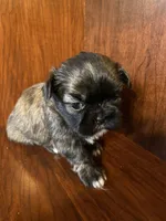 Pollie, a male Shih Tzu for sale in Homerville, GA – Photo 1 of 8