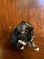 Pollie, a male Shih Tzu for sale in Homerville, GA – Photo 2 of 8