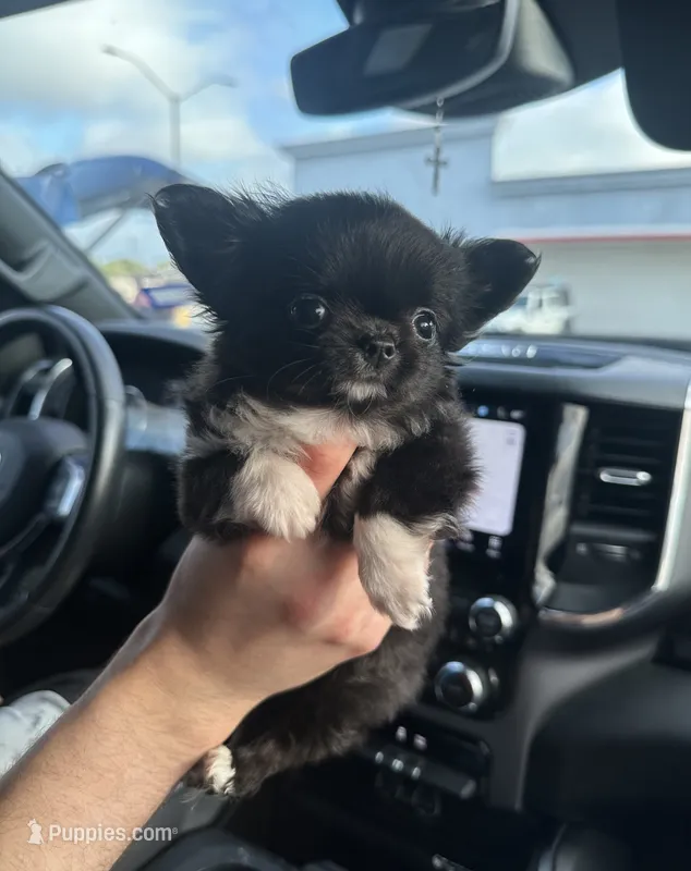 Buttercup – Chihuahua puppy for sale in San Antonio, TX