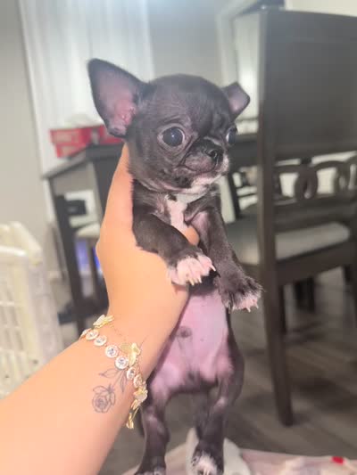 Harper, a male Chihuahua for sale in San Antonio, TX – 3 of 5