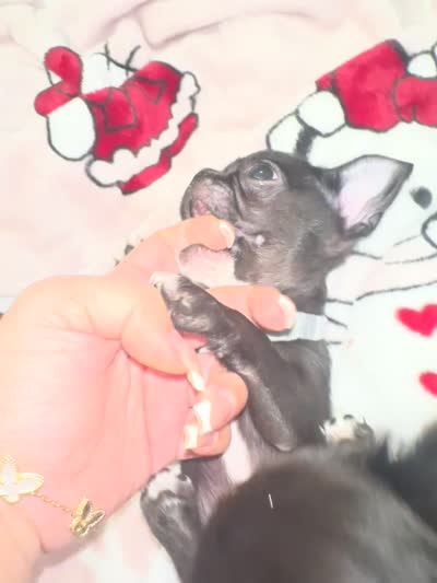 Harper, a male Chihuahua for sale in San Antonio, TX – 5 of 5