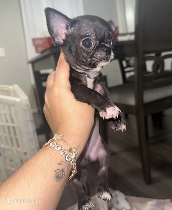 Harper – Chihuahua puppy for sale in San Antonio, TX