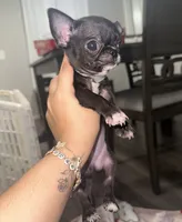 Harper, a male Chihuahua for sale in San Antonio, TX – 1 of 5