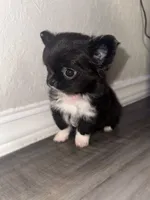 Buttercup, a female Chihuahua for sale in San Antonio, TX – 1 of 2