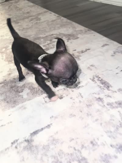Harper, a male Chihuahua for sale in San Antonio, TX – 4 of 5