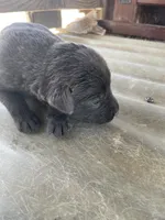 Charcoal Lab female , a female Labrador Retriever for sale in Wikieup, AZ – 2 of 9