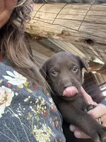 Chocolate Male, a male Labrador Retriever for sale in Wikieup, AZ – 9 of 10