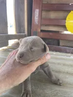 Silver Female Labrador Retriever 1, a female Labrador Retriever for sale in Wikieup, AZ – 5 of 7