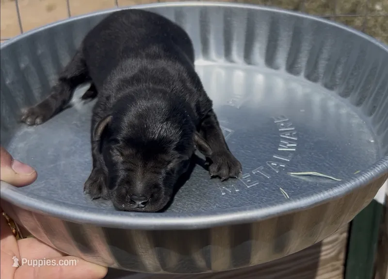 Black Female Labrador Retriever – Labrador Retriever puppy for sale in Wikieup, AZ