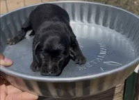 Black Female Labrador Retriever, a female Labrador Retriever for sale in Wikieup, AZ – 1 of 5