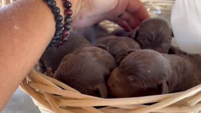 Chocolate Male Lab, a male Labrador Retriever for sale in Wikieup, AZ – 2 of 2