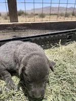Charcoal Lab female , a female Labrador Retriever for sale in Wikieup, AZ – 5 of 9