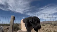Black Male Labrador Retriever 1, a male Labrador Retriever for sale in Wikieup, AZ – 2 of 5